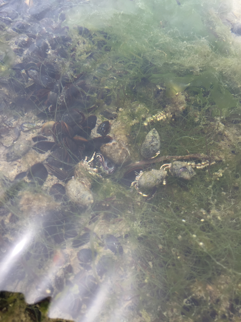 Illustration for article titled Help me identify this Mystery Spiral Sand Poop